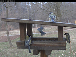 Bird Cam